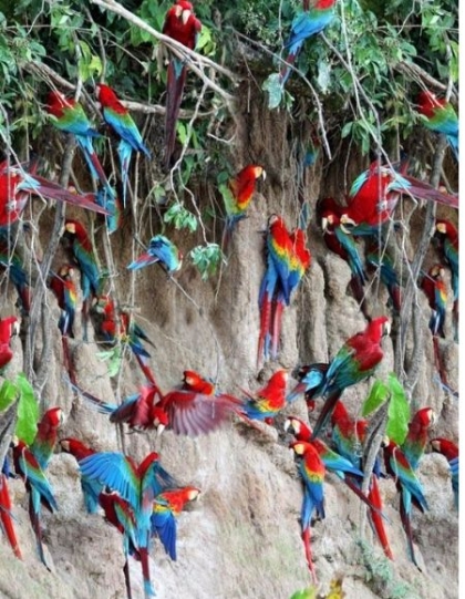 Tambopata Ecolodge - Collpa de Guacamayos y Loros el Gato