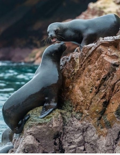 Paracas, Islas Ballestas